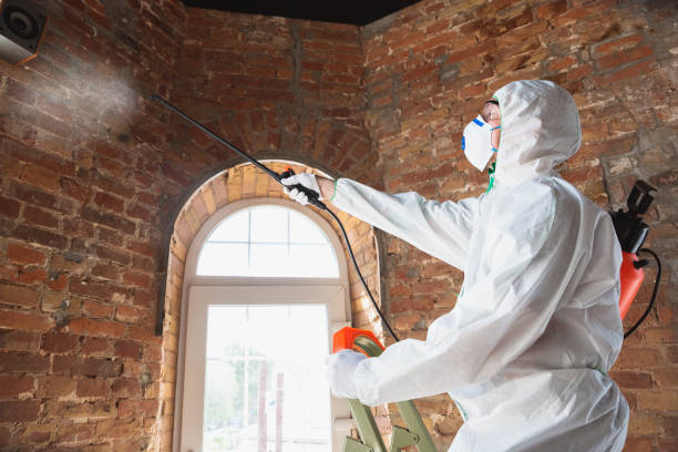 Mold Odor Removal Services in Ellsworth, KS