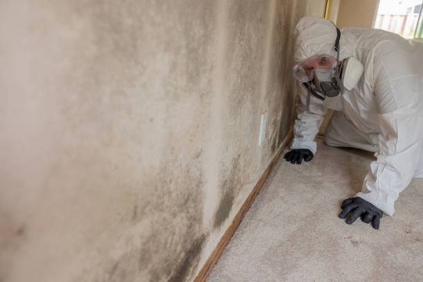 Why You Should Choose Our Mold Remediation Services in Ellsworth, KS